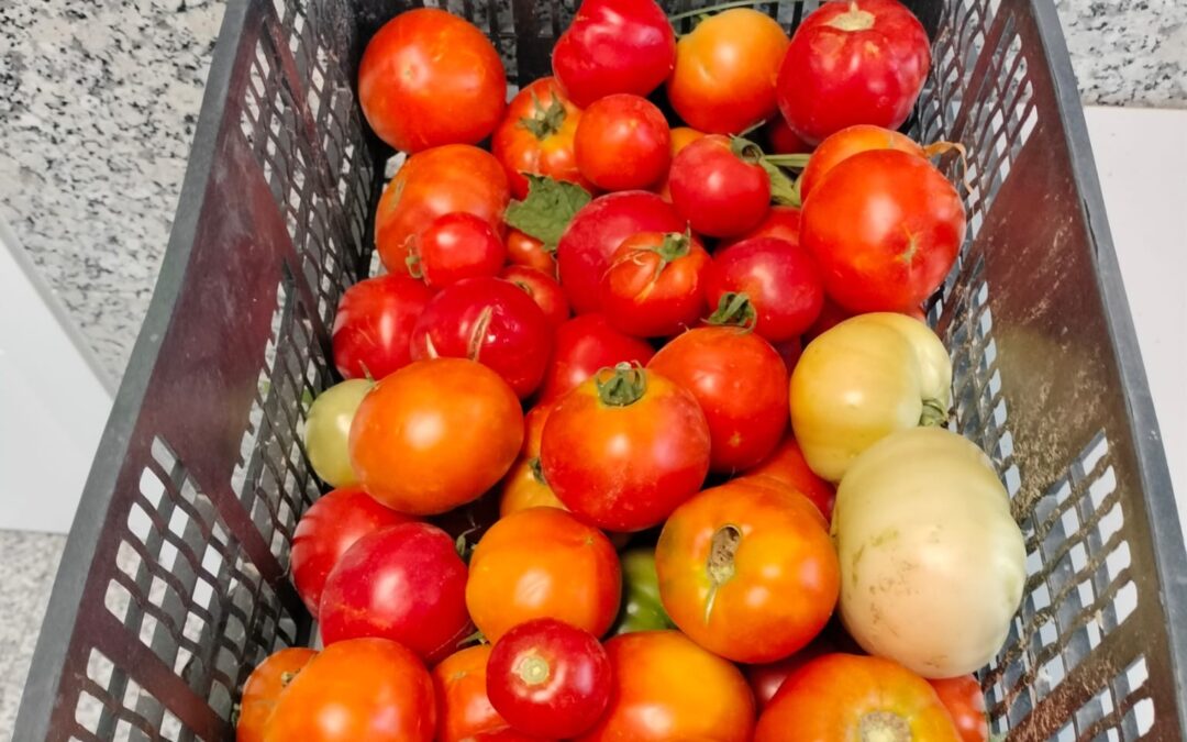 Agradecimiento a la Huerta de Plata y Castañar de Villaverde por la donación de frutas y hortalizas al Centro Familiar Mensajeros de la Paz Villaverde